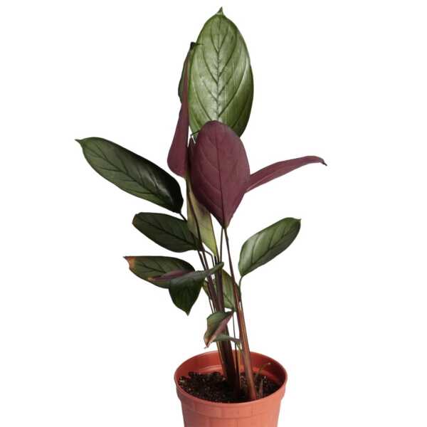 Ctenanthe 'Grey Star' (Never Never Plant), Indoor Plant, house plant, tropical indoor plant, online plant shop in egypt, online nursery in egypt, cairo house plant