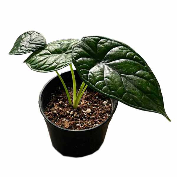 alocasia dragonscale, indoor plant, tropical indoor plant in egypt, online plant shop in egypt, houseplant, house plant, home gardening, online plant store, plant nursery in egypt