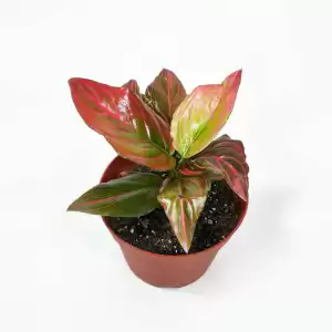 Baby Plant - Aglaonema Red Vein, indoor plant