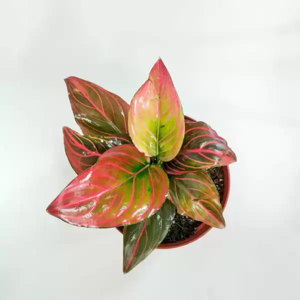 Baby Plant - Aglaonema Red Vein, indoor plant
