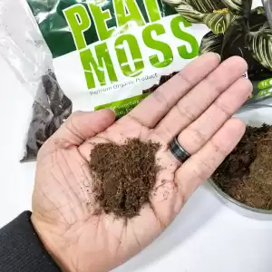 premium quality peat moss