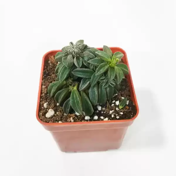 Pepromia Dolabriformis-Prayer Pepper-succulent