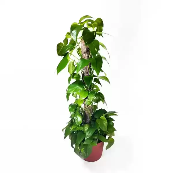 stacked golden pothos