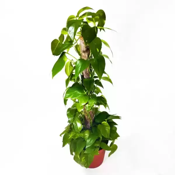 stacked golden pothos