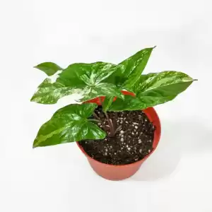 Baby Plant 'Syngonium Albo' - Syngonium Podophyllum Variegatum