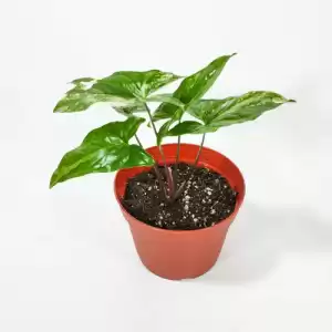 Baby Plant 'Syngonium Albo' - Syngonium Podophyllum Variegatum