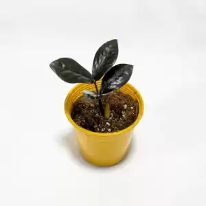Baby ZZ Plant Ravin - Zamioculcas Black - Pot 8cm