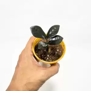 Baby ZZ Plant Ravin - Zamioculcas Black - Pot 8cm