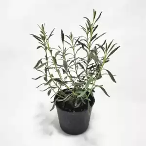 Lavender 'Goodwin Creek Grey'-potted-kitchen-herb