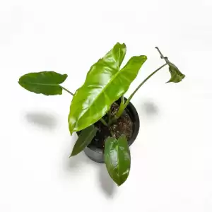 Philodendron Lehmnaii