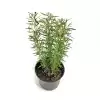 Rosemary-fresh-kitchen-herb