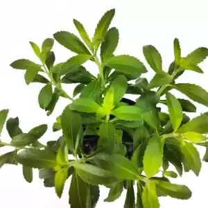 Stevia-fresh-kitchen-herb