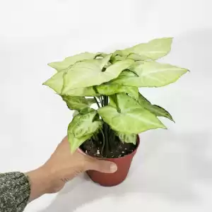 Syngonium White Butterfly 'Baby'