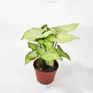 Syngonium White Butterfly 'Baby'