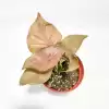 Baby Plant 'Syngonium Neon'