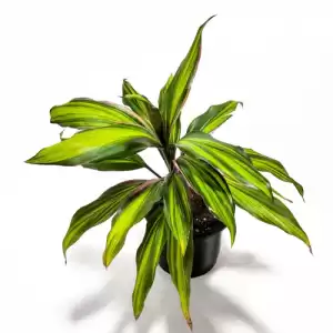 Cordylin Kiwi - Indoor Plant