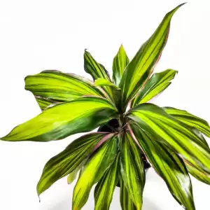 Cordylin Kiwi - Indoor Plant