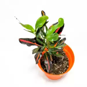 Croton Freckles - Indoor Plant