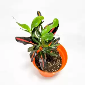 Croton Freckles - Indoor Plant
