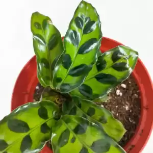 Ctenanthe Rattle Snake - Baby plant