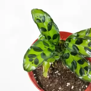 Ctenanthe Rattle Snake - Baby plant