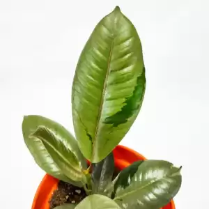 Ficus Silver Varigated - (Rare Indoor Plant)