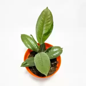 Ficus Silver Varigated - (Rare Indoor Plant)