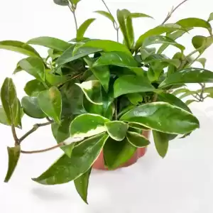 Hoya Carnosa - The Wax Plant