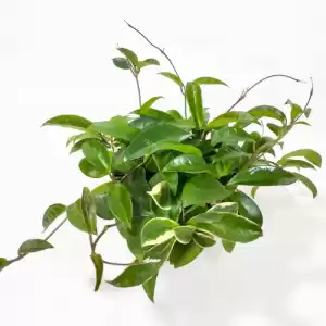 Hoya Carnosa - The Wax Plant