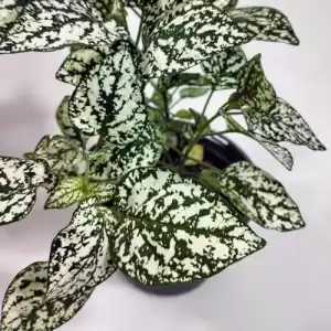 Hypoestes Phyllostachya – Polka Dot Plant