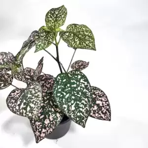 Hypoestes - Polka Dot Plant 'Variegated Green & Pink'