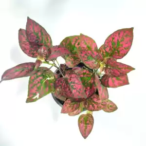 Hypoestes - Polka Dot Plant 'Variegated Red & Pink'