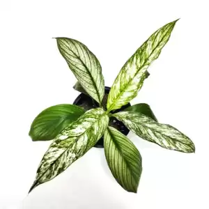 Spathyphilium Wallisi Variegated - Indoor Plant