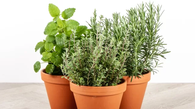 herb plants in egypt